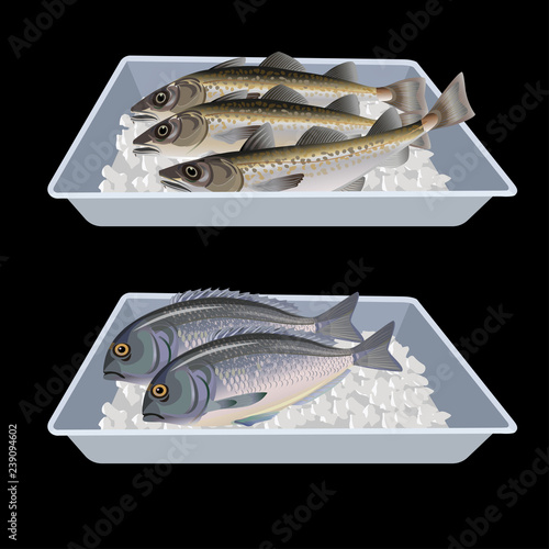Fish in container boxes.