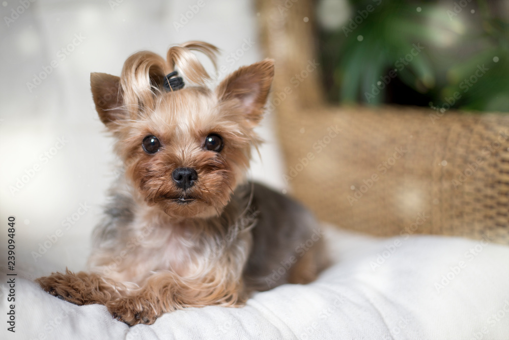 Yorkshire terrier laying on a white chair Yorkshire terrier laying on a white chair