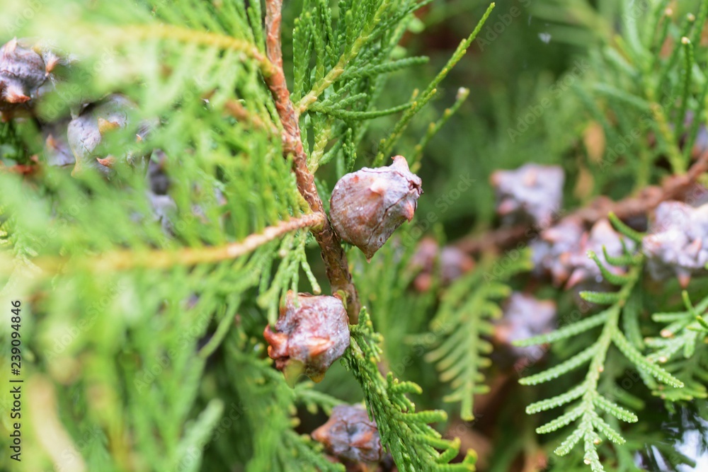 Nuts of Thujopsis dolabrata Nuts of Thujopsis dolabrata