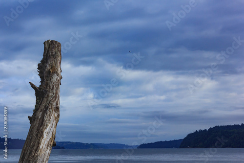 piece of driftwood against cloudy skys near puget sound