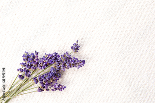 Bunch of fresh purple lavender flowers on white textured linen background