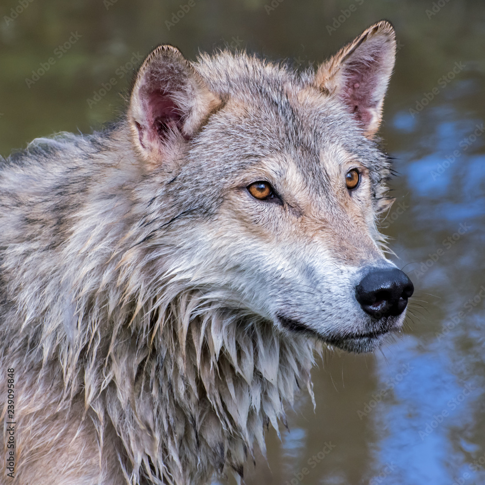 Portrait of a Wet Tundra Wolf Portrait of a Wet Tundra Wolf