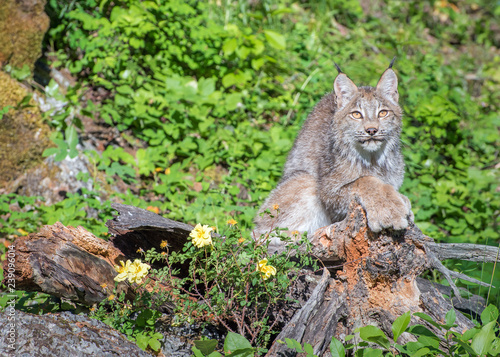 Canada Lynx Sitting on Top of a Hollow Log