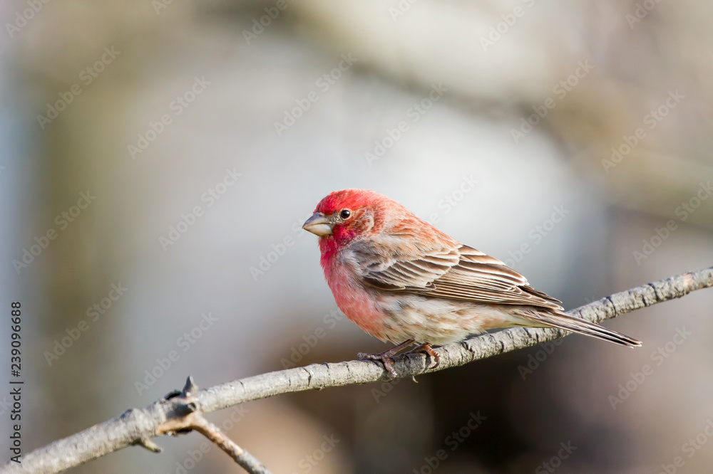 House Finch House Finch