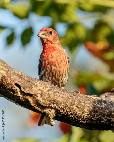 House Finch photo