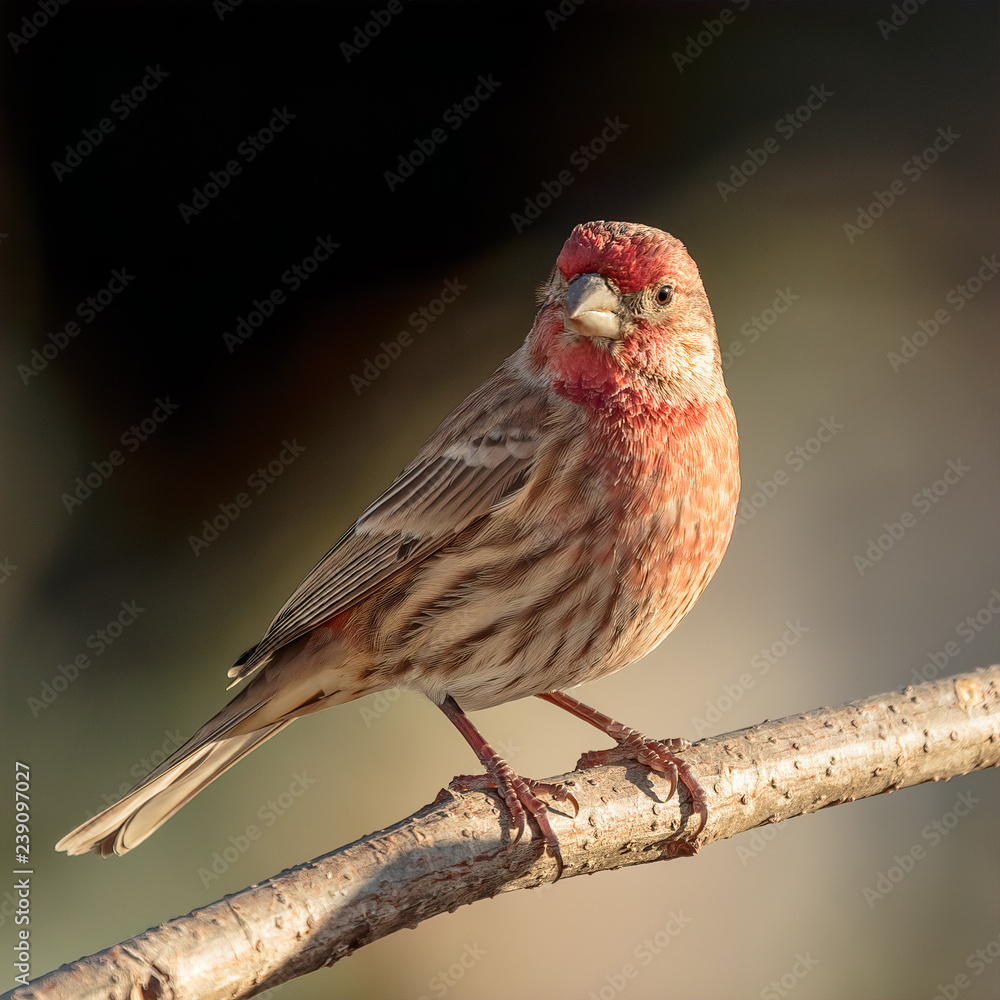House Finch House Finch