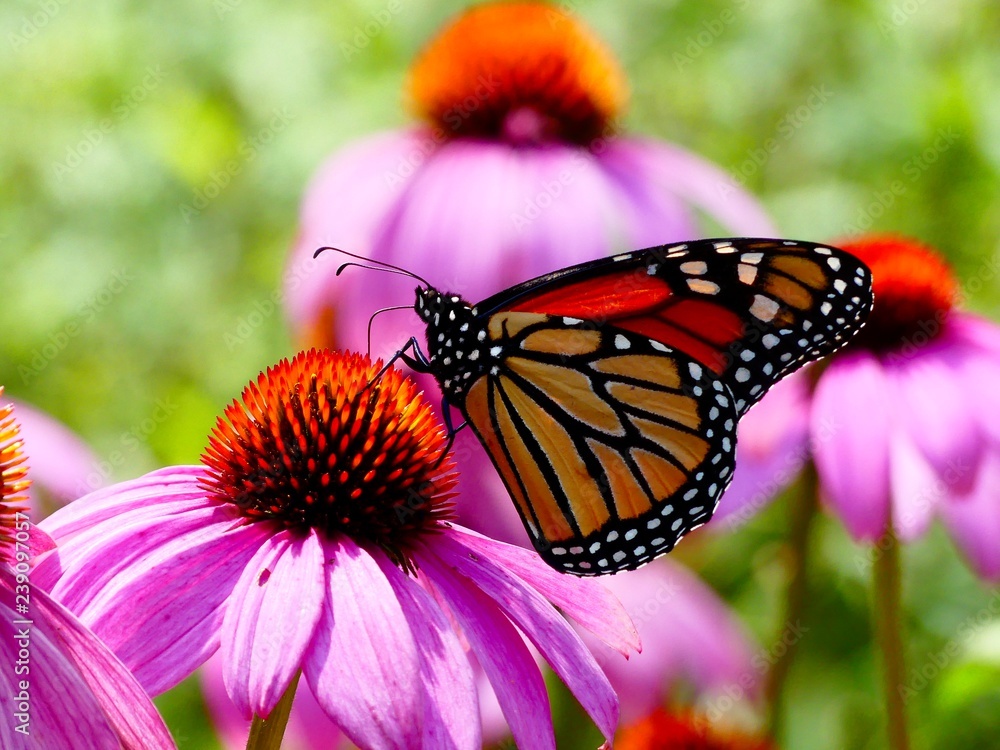 Fototapeta premium Schmetterling