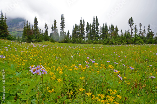 Wildflowers and fog in Glacier National Park. © bettys4240