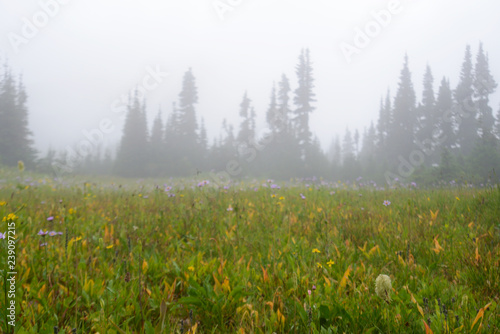 Wildflowers and fog in Glacier National Park.