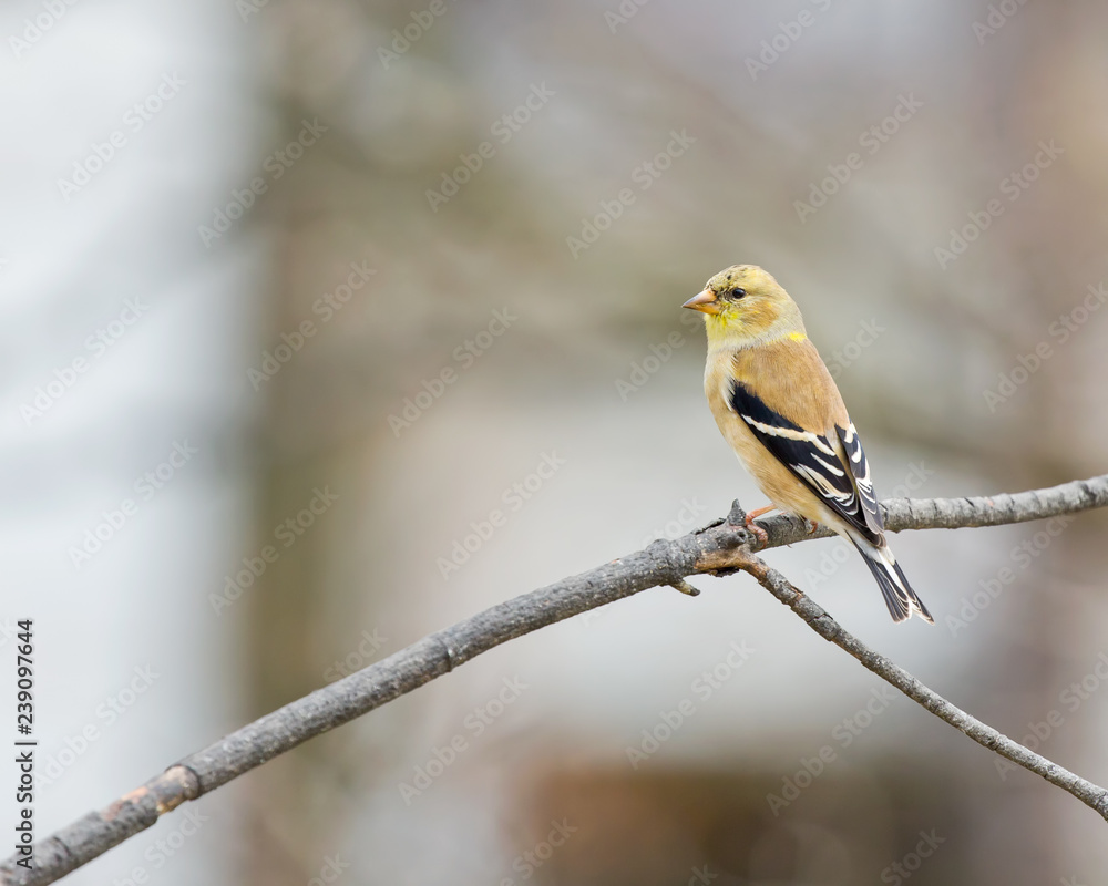 Obraz premium Goldfinch
