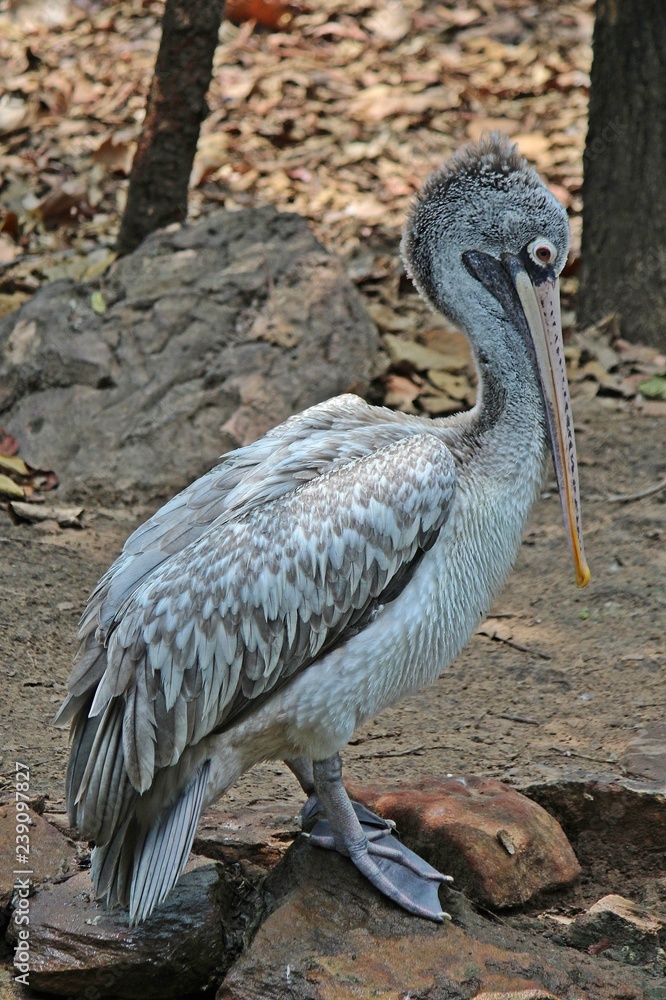 Obraz premium Animal, keep it for the conservation and for people to see, it is in KAO SUAN KWANG zoo at KHON KAEN province THAILAND.