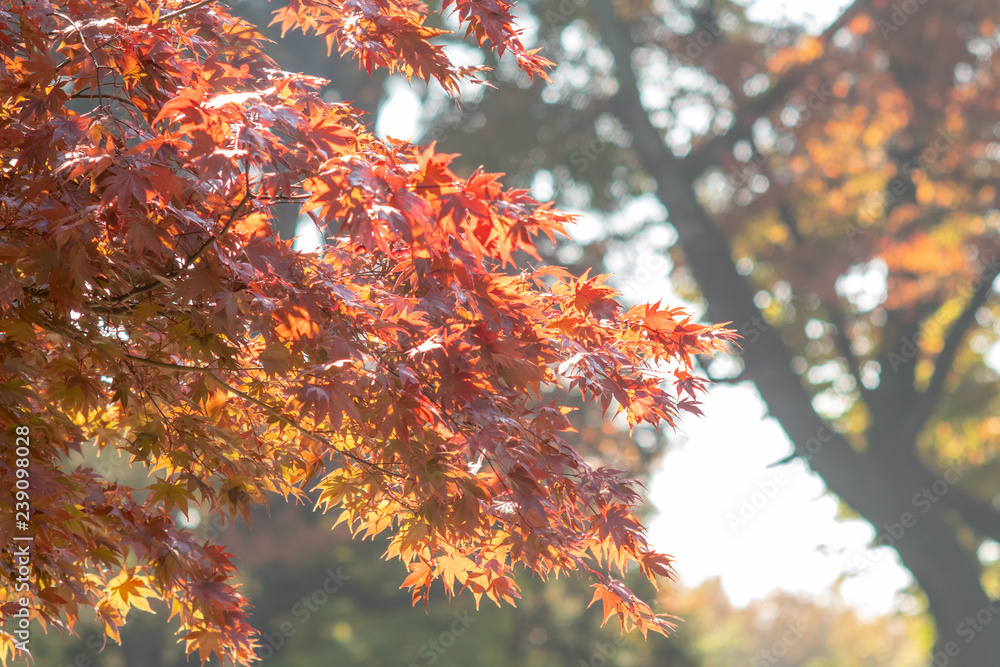 須賀川の紅葉10
