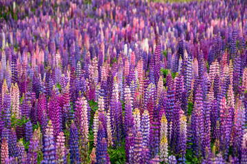 Acrylglasbilder Pflaumen Violette Lupinen am Lake Tekapo Neuseeland  © Klanarong Chitmung