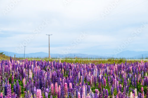 Beautiful Lupins flower around Lake Tekapo area, New Zealand.