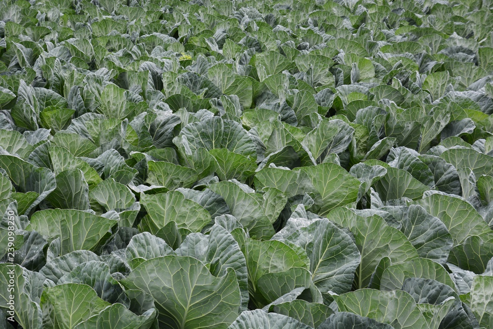 Cabbage cultivation Cabbage cultivation