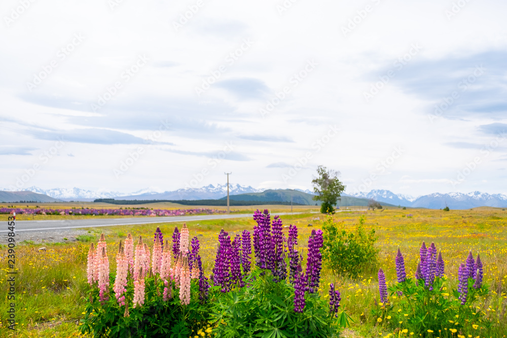 Beautiful landscape of Lupins flower and Alpine mountains around Lake Tekapo area, New Zealand. Beautiful landscape of Lupins flower and Alpine mountains around Lake Tekapo area, New Zealand.