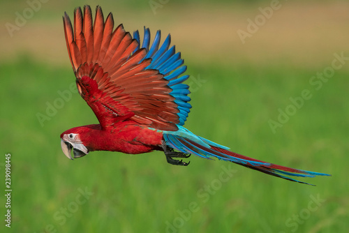 Green-winged macaw flying on green background,Beautiful bird © chamnan phanthong