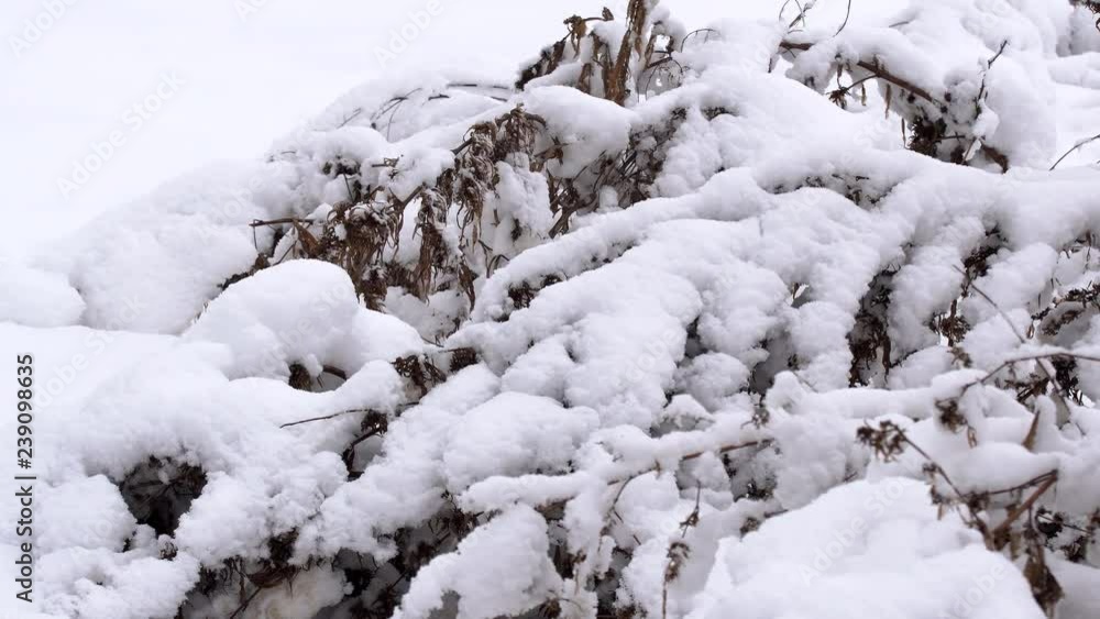 Snow-covered winter forest. Thick forest in the winter afternoon. A large amount of snow on the branches of trees. Snow-covered winter forest. Thick forest in the winter afternoon. A large amount of snow on the branches of trees.