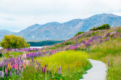 Beautiful Lupins flower around Lake Tekapo area, New Zealand.