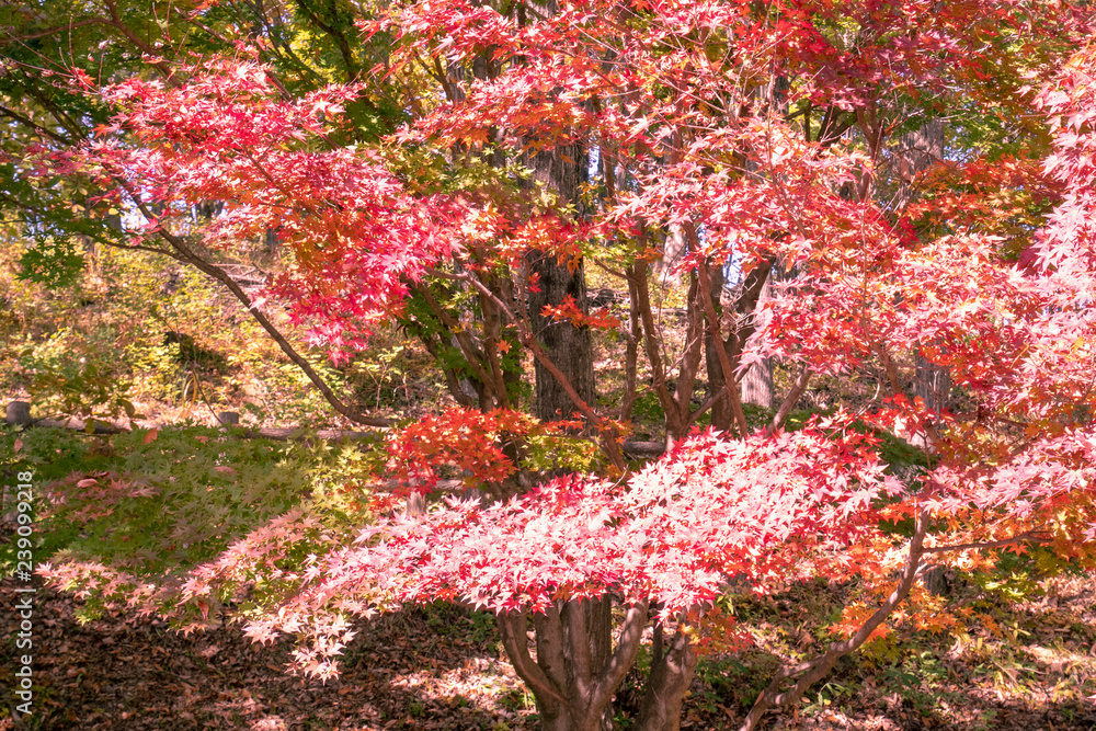 須賀川の紅葉25