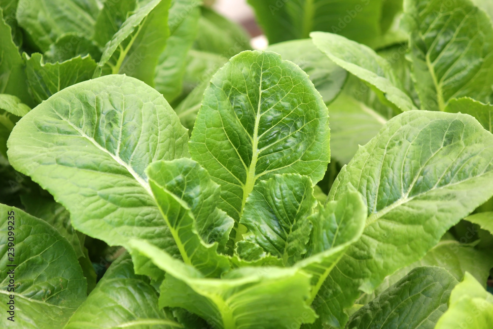 organic hydroponic vegetable in farm organic hydroponic vegetable in farm