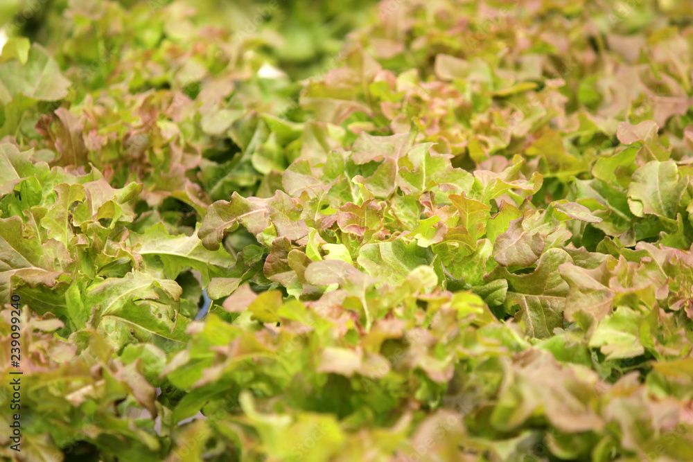 organic hydroponic vegetable in farm organic hydroponic vegetable in farm