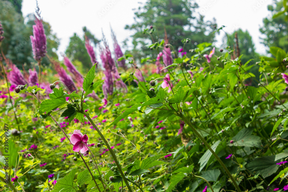 groups of pink flowers in deep green garden groups of pink flowers in deep green garden