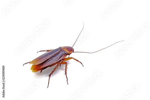 Cockroach isolated on white background. © Cheattha