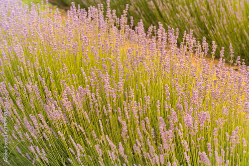 Fototapeta Naklejka Na Ścianę i Meble -  Close up full bloom purple lavender blossom, natural landscape background