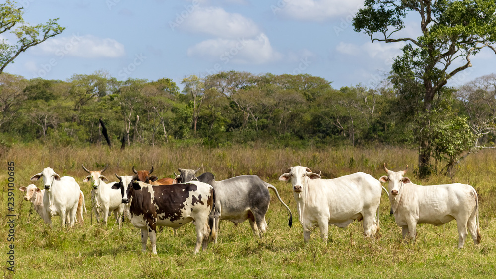 beautiful cow in venezuela