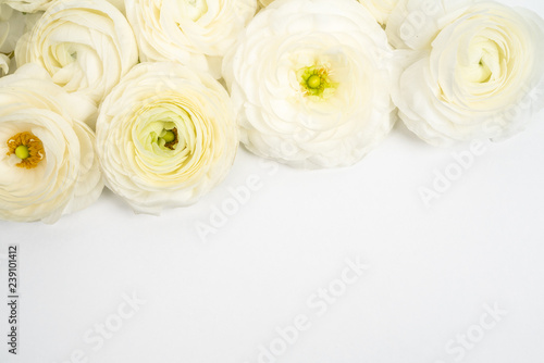 White Ranunculus Flat lay on white background 