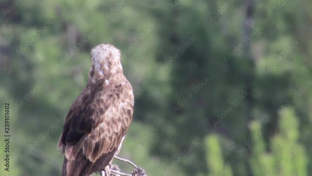 Short toed eagle standing on a branch Beautiful shot of Short toed eagle standing on a branch Short toed eagle standing on a branch Beautiful shot of Short toed eagle standing on a branch