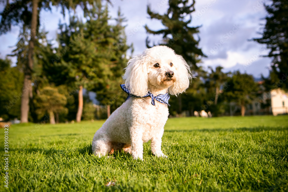 small white dog sitting in the park