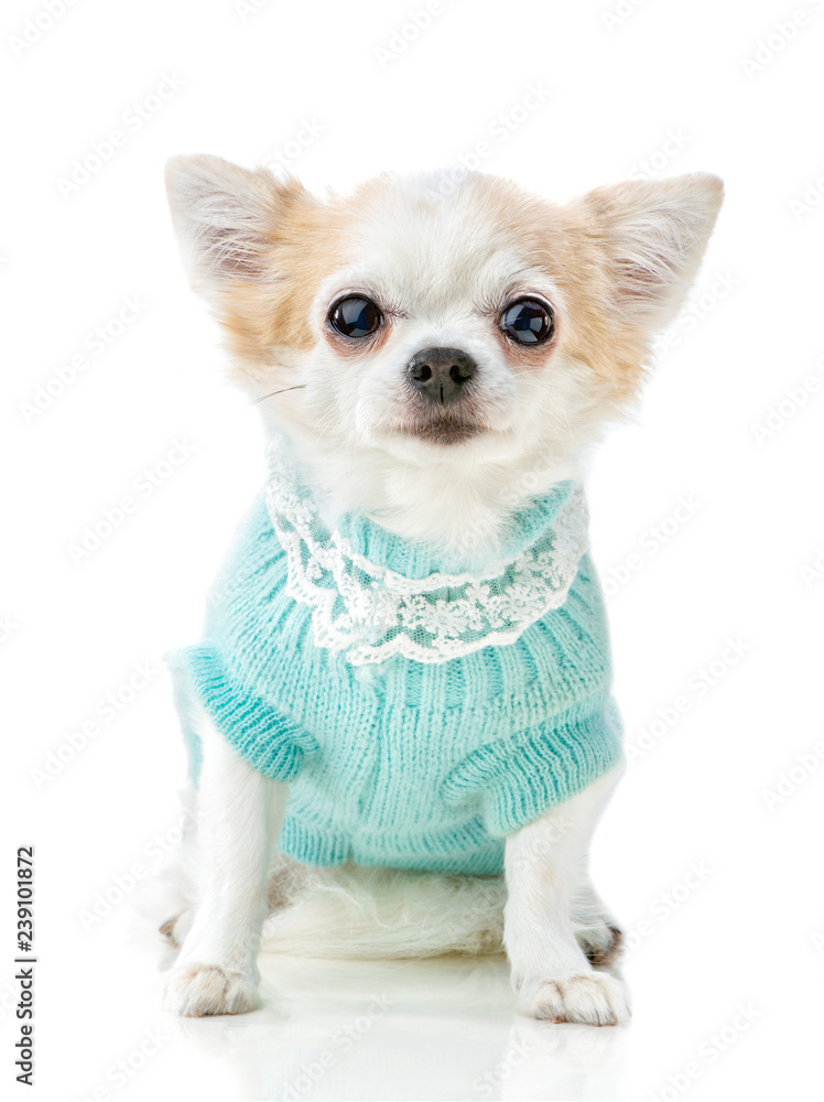 Chihuahua dog wearing knitted blue jumper with lace sitting