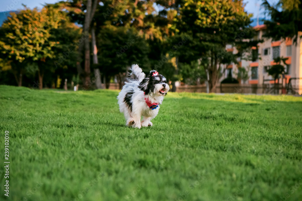 one small white and black dog running in the park