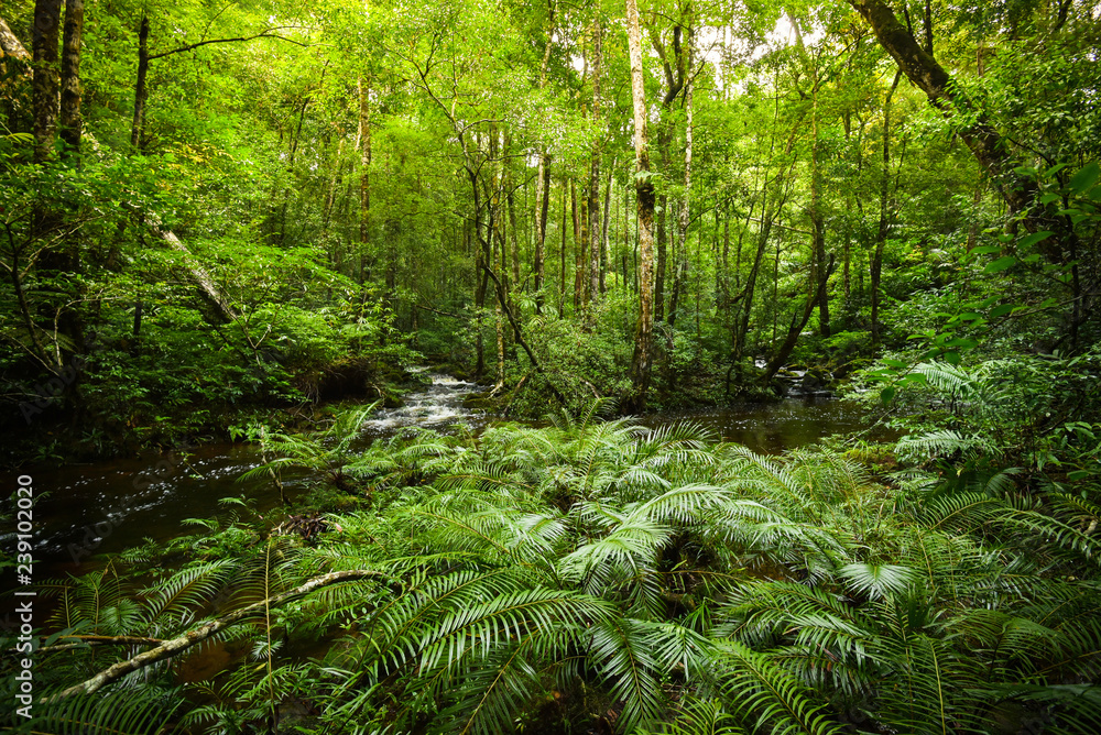 plant tropical fern forest / nature green plant rainforest tropical jungle fern tree with stream river - obrazy, fototapety, plakaty 
