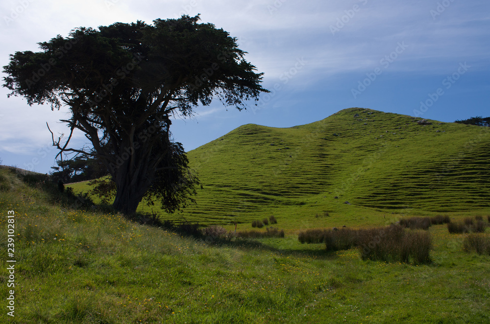 Obraz premium A lonely tree and a green hill in Otago Peninsula near Dunedin in the South Island in New Zealand
