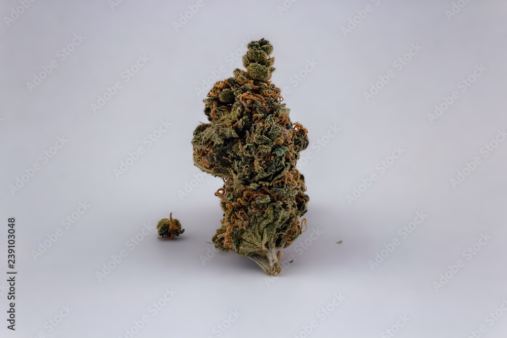 An isolated Cheese OG marijuana bud standing upright with crumbs fallen around it.