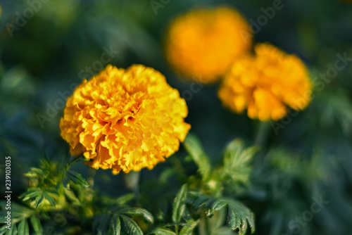 beautiful Marigold flower  Tagetes erecta  Mexican  Aztec or African marigold  in the garden.