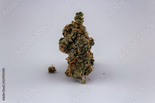 Obraz na płótnie An isolated Cheese OG marijuana bud standing upright with crumbs fallen around it. w salonie