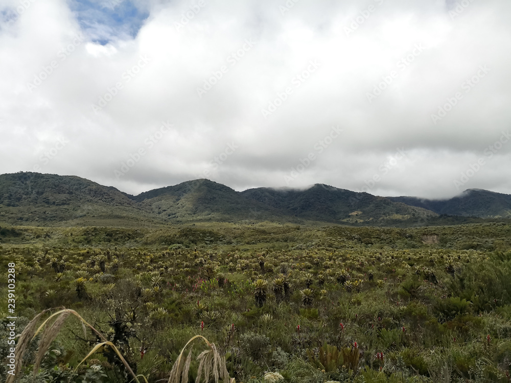 Cold weather in a natural park in Colombia with an endangered paramo