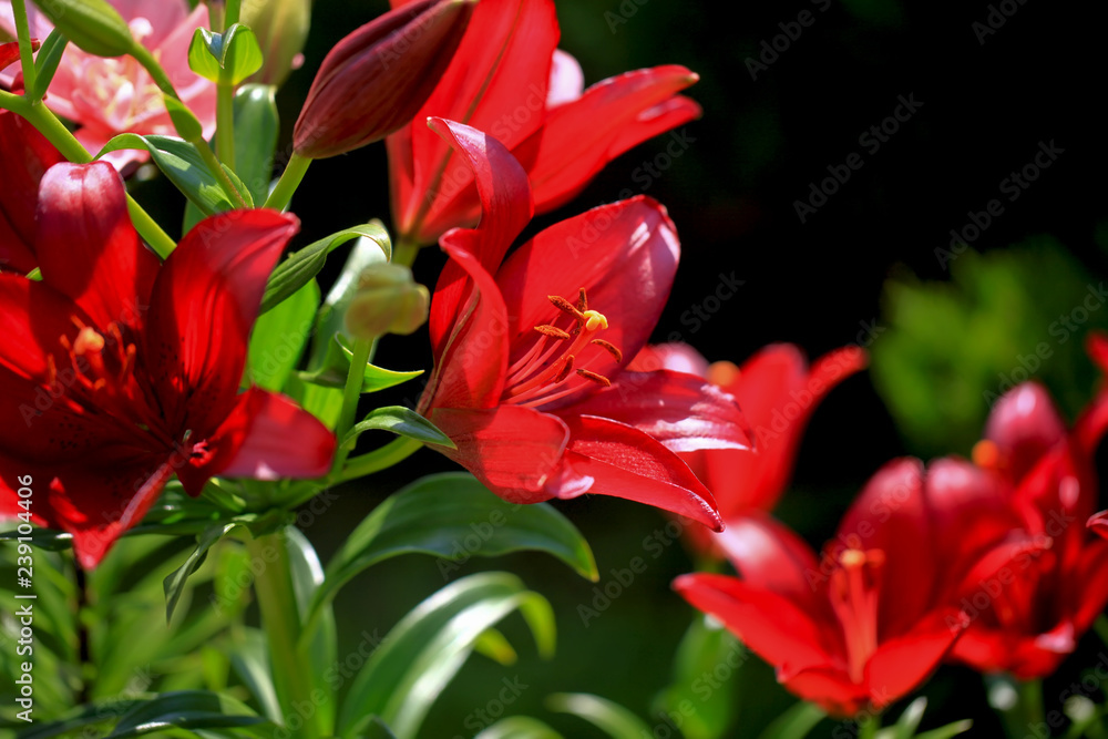 Flowering lily in the garden in the summer. Natural blurred background. At sunset. Flowering lily in the garden in the summer. Natural blurred background. At sunset.
