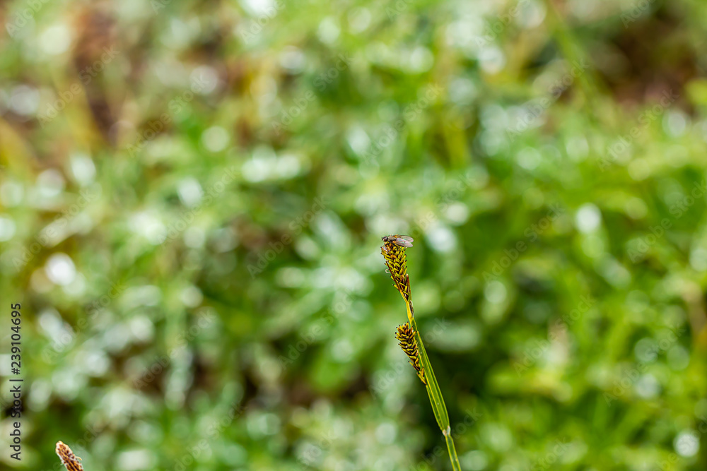 fly hovers at top of tall piece of grass gone to seed in meadow fly hovers at top of tall piece of grass gone to seed in meadow