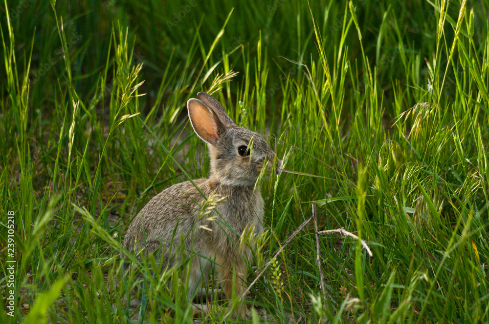 Fototapeta premium Rabbit in the Grass