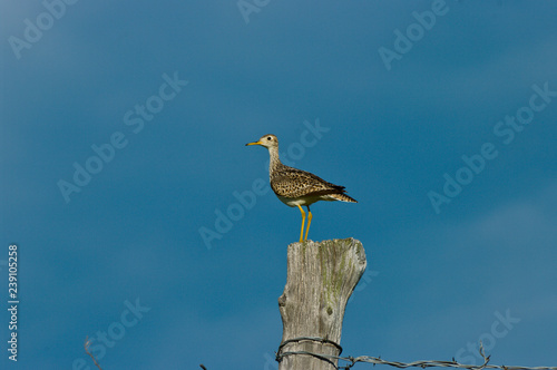 Upland Sandpiper photo