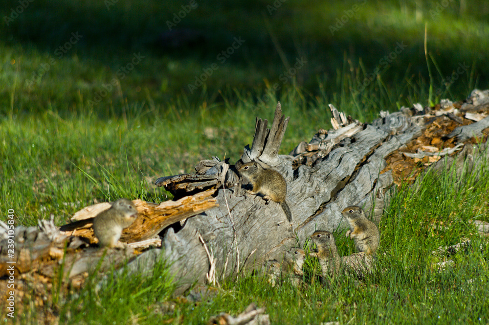 Obraz premium Uinta Ground Squirrels