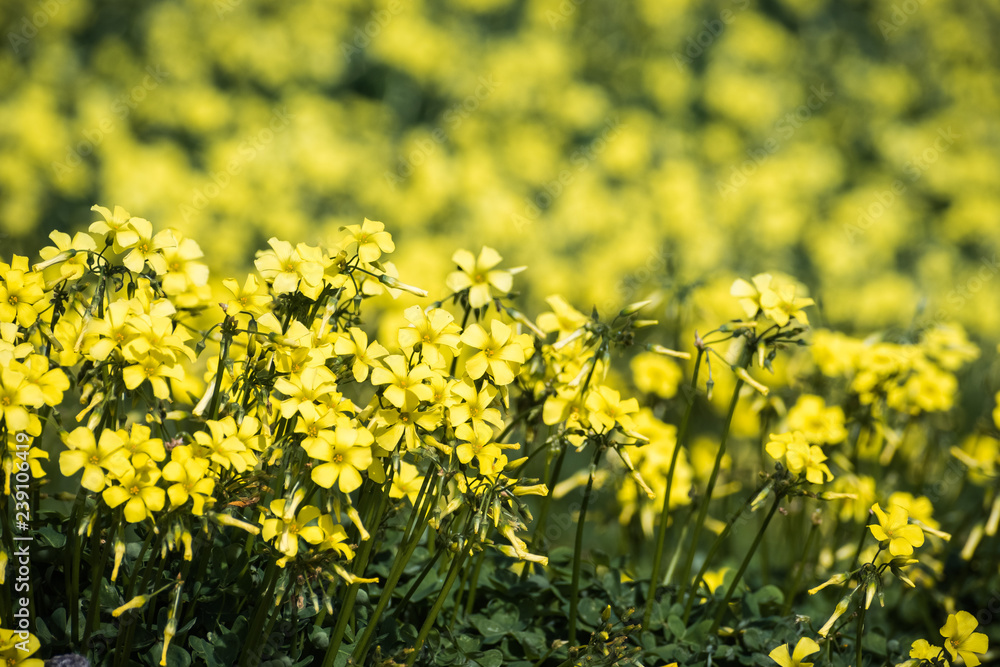 Obraz premium Fields of Bermuda buttercup flowers growing around San Francisco bay, California