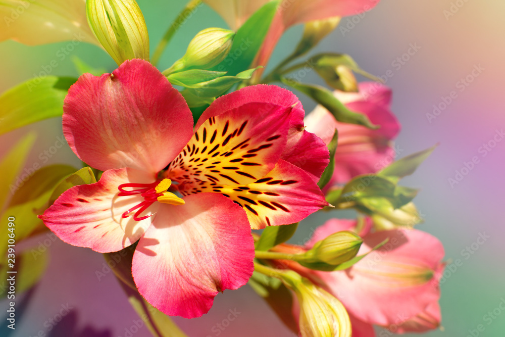 Red flower in soft light. Macro. Alstroemeria flower in multicolored tones. Spring and summer design using alstroemeria flowers. Red flower in soft light. Macro. Alstroemeria flower in multicolored tones. Spring and summer design using alstroemeria flowers.