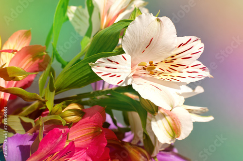 Fototapeta Naklejka Na Ścianę i Meble -  Alstroemeria flowers in soft light. Macro. Alstroemeria flower bud in a multi-colored soft light for design. Flowers in spring and summer.