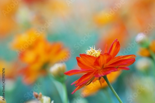 The beautiful orange color cosmos flower is blooming in the field. © Pornpen